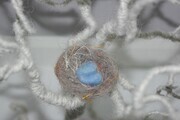 Nest - Spring Arrival
